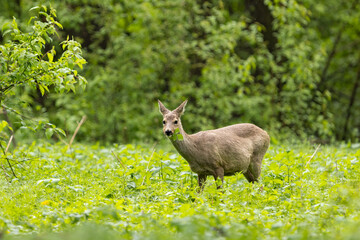 Roe deer (Capreolus capreolus) , standing on a meadow.