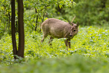 Roe deer (Capreolus capreolus) , standing on a meadow.