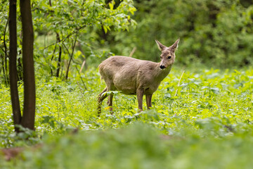 Roe deer (Capreolus capreolus) , standing on a meadow.
