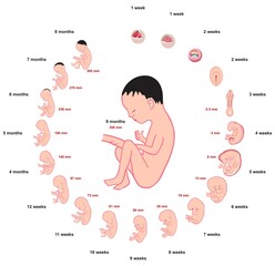 Fetus development stages size during pregnancy infographic diagram weeks months childbirth for medical science and gynecology education fetal life in womb umbilical cord vector drawing illustration - obrazy, fototapety, plakaty