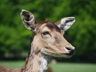 Wild cute fallow deer on a meadow