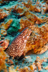 Beautiful Moray Eel In The Caribbean Sea. Blue Water. Relaxed, Curacao, Aruba, Bonaire, Animal, Scuba Diving, Ocean, Under The Sea, Underwater Photography, Snorkeling, Tropical Paradise.	