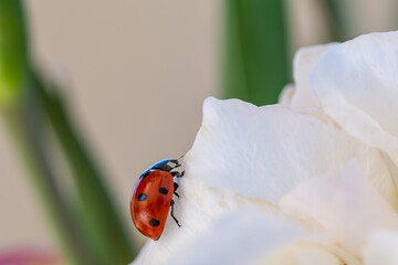 red ladybug on a white rose
