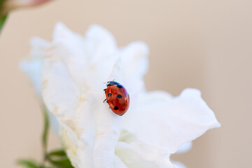 red ladybug on a white rose