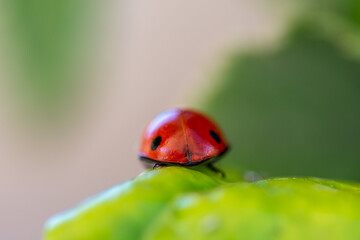 ladybird on a green leaf