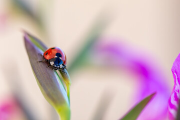 Red ladybug on the leaf of a purple wild lily plant