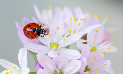 Red ladybug walking among delicate flowers with yellow stamens full of pollen
