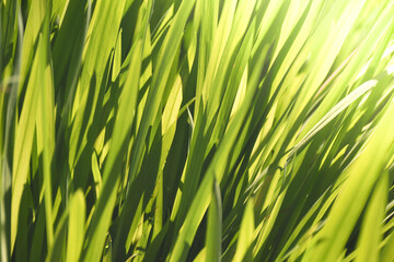 Sunlight through blades of grass