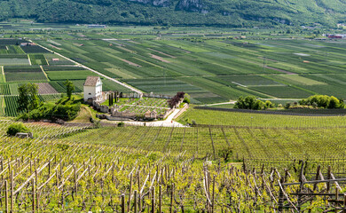 landscape of Cortaccia (Kurtatsch) in South Tyrol, northern Italy: The idyllic wine village lies on...