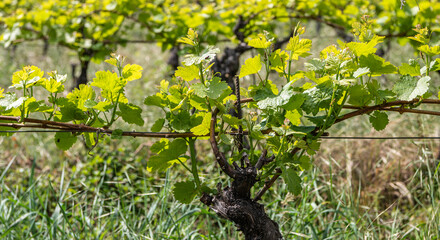 very old grapevine in a vineyard in south tyrol in northern italy, South Tyrol Wine Route. Guyot training system