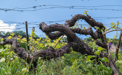 very old grapevine in a vineyard in south tyrol in northern italy, South Tyrol Wine Route. Guyot training system