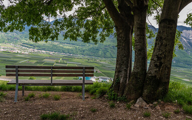 South Tyrol region in northern Italy,Vineyards landscape in spring.