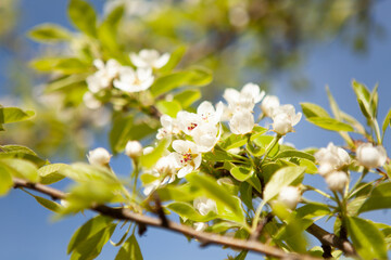 White blossom on a tree. Blooming cherry. Spring