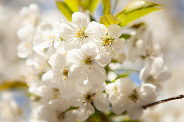 White blossom on a tree. Blooming cherry. Spring