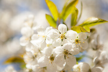 Naklejka na ściany i meble White blossom on a tree. Blooming cherry. Spring