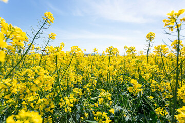 field of yellow rapeseed blossoming to become oil for biodiesel industry