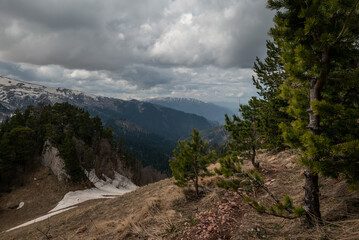 trail through the young pine trees of the mountain valley