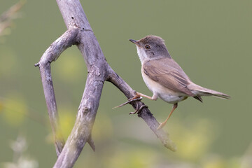 Subalpine Warbler female (Sylvia cantillans)