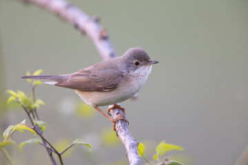 Subalpine Warbler female (Sylvia cantillans)