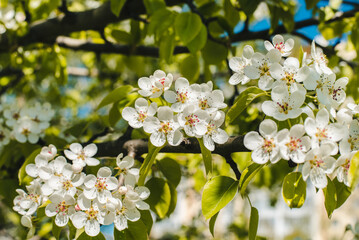 Pear flowers. Blooming pear. Spring flowering.