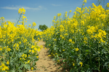 Obraz premium field of yellow rapeseed blossoming to become oil for biodiesel industry