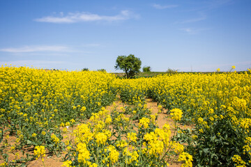 Fototapeta premium field of yellow rapeseed blossoming to become oil for biodiesel industry