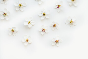 White flowers on a white background. Pear flowers on a white background.