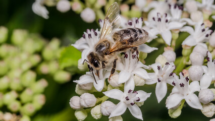 Bee 146