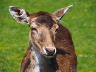 Wild cute fallow deer on a meadow