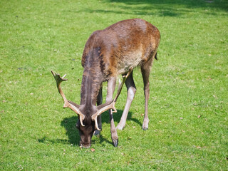 Wild male fallow deer with antlers on a meadow