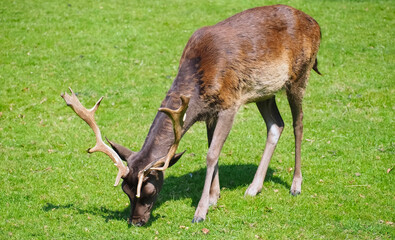 Naklejka premium Wild male fallow deer with antlers on a meadow
