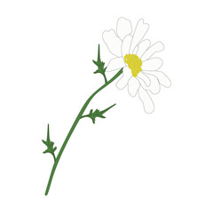 Chamomile vector illustration. Realistic flower. Botanical print. Medical concept.