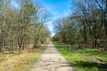Fototapeta na wymiar straight walking path in the park with a blue sky