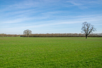 Green agriculture grass field with trees and blue sky with clouds
