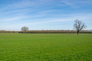 Green agriculture grass field with trees and blue sky with clouds