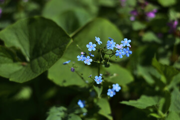 forget-me-nots closeup.macro photo of plants