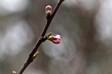 buds of a tree