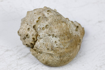 Obraz premium One spiral sea shell lies on a marble background