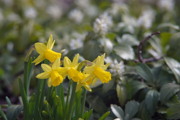 Obraz premium Yellow narcissus growing in garden outdoors closeup