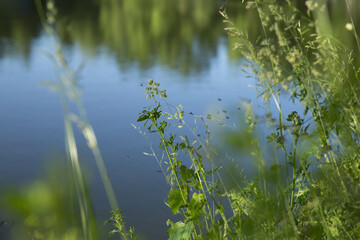 Wild grass on the lake. Evening. Mosquitos fly over the grass. Blurred background.