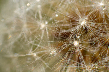 close up of dandelion with waterdrops