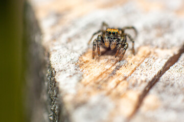 Close up photo of a Jumping spider crawling on a wooden surface. The Jumping spider is the biggest family of spiders with over 6000 species.