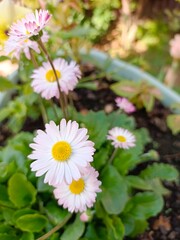 flowers in the garden