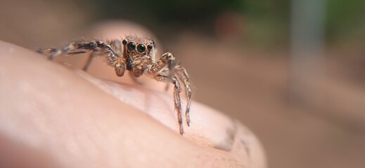 a spider on a leaf