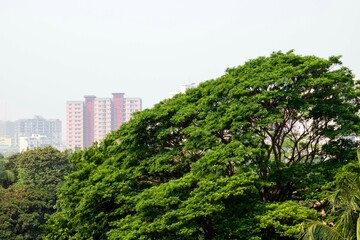 Fototapeta na wymiar tree in the green park
