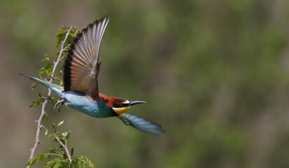 European bee-eater, Merops apiaster