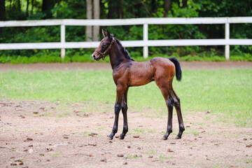 Obraz premium Saddelbred horse foal