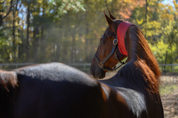 Obraz premium Saddlebred with cribbing strap looking at over shoulder