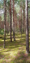 Forest path among trees