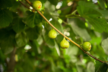figs ripening on a fig tree